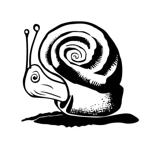 白地に一本のカタツムリの手描きの黒いベクトル図 — ストックベクタ
