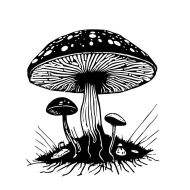 Beyaz arka planda izole edilmiş bir siyah el yapımı taze mantar sineği çizimi.