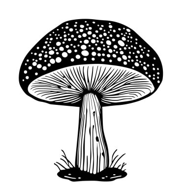 Beyaz arka planda izole edilmiş bir siyah el yapımı taze mantar sineği çizimi.