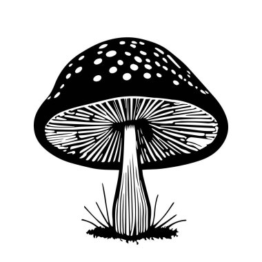 Beyaz arka planda izole edilmiş bir siyah el yapımı taze mantar sineği çizimi.