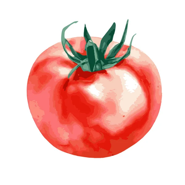 Wektor Ilustracja Jednego Świeżego Czerwonego Pomidora Odizolowanego Białym Tle — Wektor stockowy