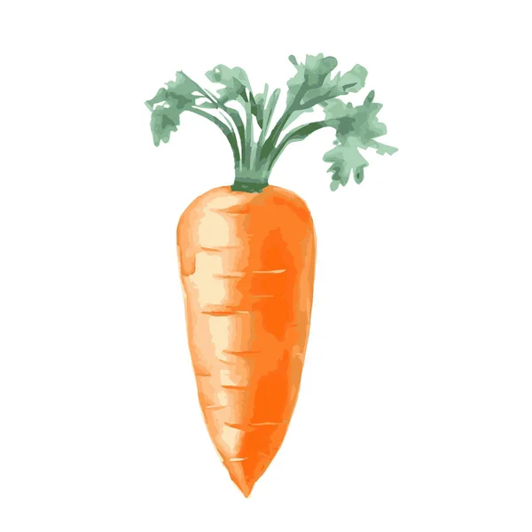 Векторная Иллюстрация Цветного Апельсина Зеленой Свежей Моркови Белом Фоне — стоковый вектор