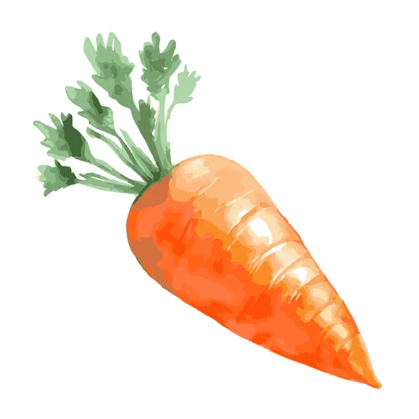 Vektor Illusztráció Egy Színes Narancs Zöld Friss Sárgarépa Fehér Alapon — Stock Vector