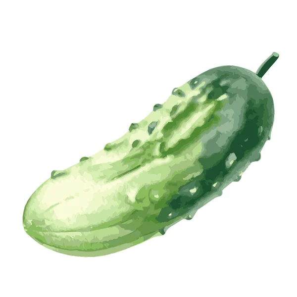 Beyaz Arka Planda Izole Edilmiş Taze Yeşil Bir Salatalığın Vektör — Stok Vektör