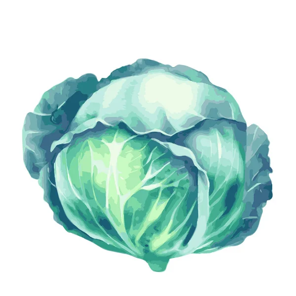 Vector Watercolor Illustration Green Cabbage Isolated White Background — Stock Vector