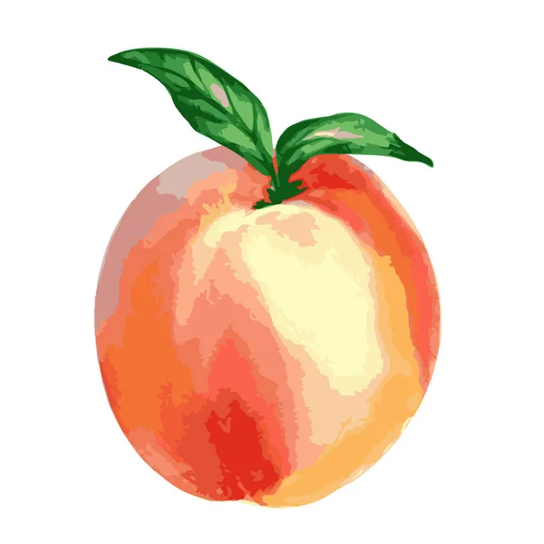 Vektori Akvarelli Kuva Yksi Oranssi Persikka Vihreät Lehdet Eristetty Valkoisella — vektorikuva