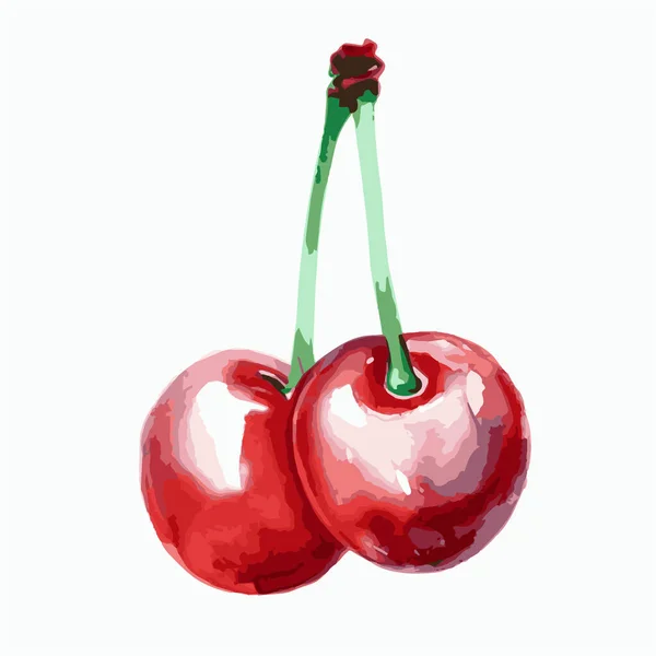 Vektor Akvarell Illusztráció Pár Piros Cseresznye Zöld Szárak Elszigetelt Fehér — Stock Vector
