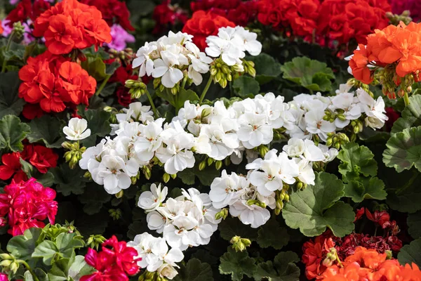 Flores Gerânio Rosa Branco Vermelho Brilhante Com Brotos Folhas Verdes — Fotografia de Stock