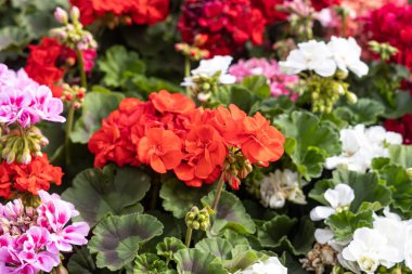 Yeşil burna ve yapraklara sahip parlak kırmızı ve beyaz sardunya çiçekleri yaz bahçesinde.