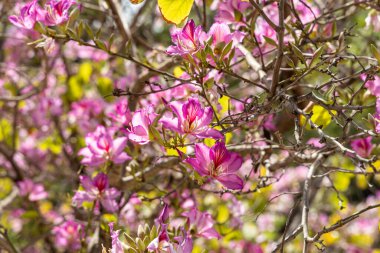 Genç yeşil yaprakları ve pembe çiçekleri olan orkide dalları baharda bir parkta mavi bir arka planda.