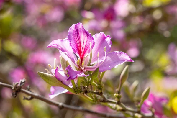 Genç yeşil yaprakları ve pembe çiçekleri olan orkide dalları baharda bir parkta mavi bir arka planda.