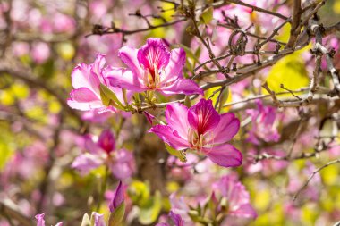 Genç yeşil yaprakları ve pembe çiçekleri olan orkide dalları baharda bir parkta mavi bir arka planda.