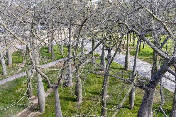 Brachychiton Kurrajon Bottletrees Leaves Blue Background Spring Park — Stock Photo, Image