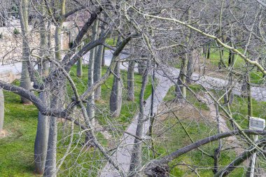 Brachychiton Kurrajon ya da yapraksız şişe ağaçları baharda bir parkta mavi arka planda