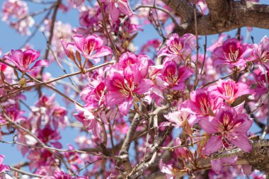 Genç yeşil yaprakları ve pembe çiçekleri olan orkide dalları baharda bir parkta mavi bir arka planda.