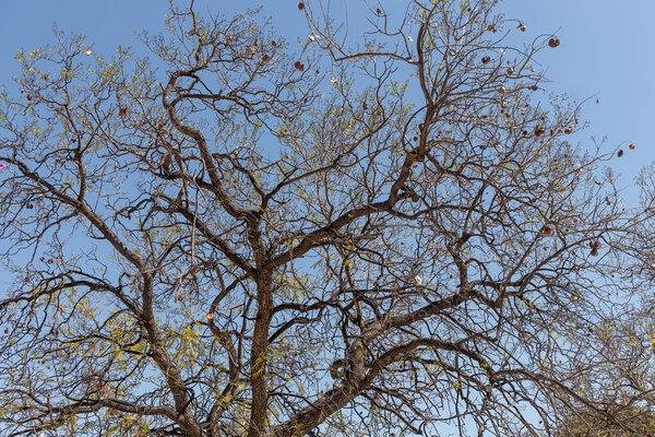 Ветки робинии с молодыми зелеными листьями и белыми цветами на голубом фоне весной в парке