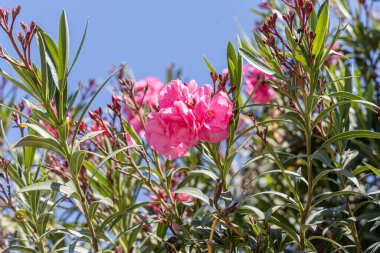 Kırmızı çiçekler azalia veya yeşil yapraklı rhododendron yazın bir bahçede yetişir.