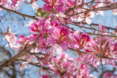 Genç yeşil yaprakları ve pembe çiçekleri olan orkide dalları baharda bir parkta mavi bir arka planda.