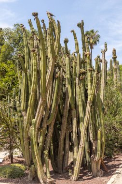 Bir grup yeşil trichocereus kaktüsü yazın güzel mavi bir arka plandadır.