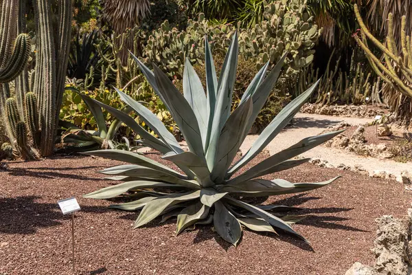 stock image A green agave plant is on a beautiful brown soil background in summer