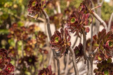 Yeşil Para Fabrikaları veya Yeşim Fabrikaları (Crassula Ovata) adlı bir bitki grubu yazın bulanık turuncu bir arka planda yer alır.