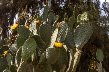 Çiçekli yeşil bir Opuntia Vulgaris kaktüsü grubu yazın tarlalarda bulanık turuncu bir arka planda.