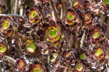 Yeşil Para Fabrikaları veya Yeşim Fabrikaları (Crassula Ovata) adlı bir bitki grubu yazın bulanık turuncu bir arka planda yer alır.