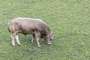 Güzel beyaz boğa yeşil otları yiyor.