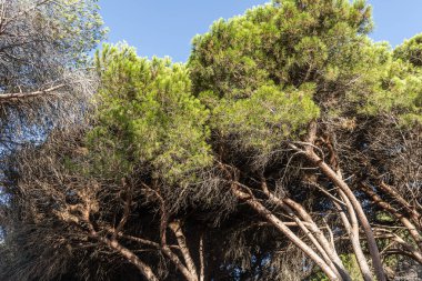 The Twigs of pine trees with green needles and brown bark on a blue sky background in summer in a park