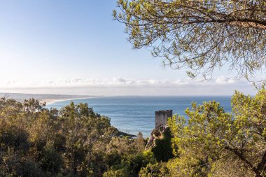 Yazın deniz manzarası yeşil çam ağacıyla