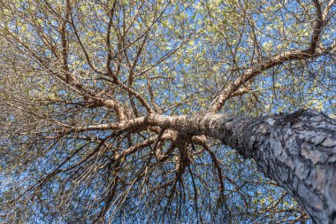 The Twigs of pine trees with green needles and brown bark on a blue sky background in summer in a park