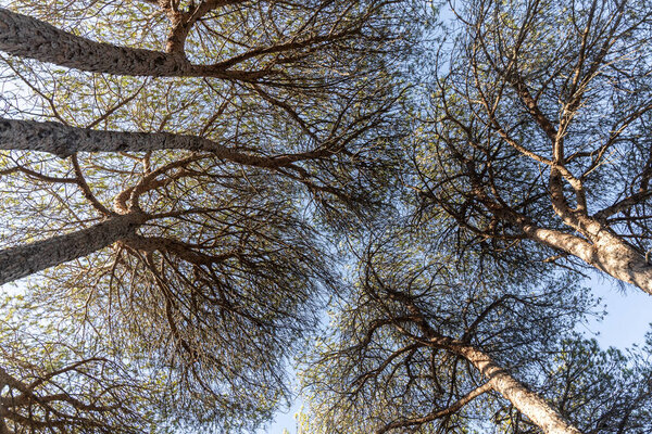 The Twigs of pine trees with green needles and brown bark on a blue sky background in summer in a park