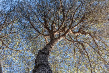 The Twigs of pine trees with green needles and brown bark on a blue sky background in summer in a park
