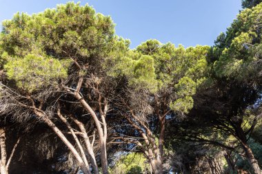 The Twigs of pine trees with green needles and brown bark on a blue sky background in summer in a park