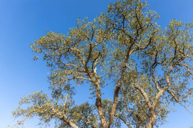 Yeşil yaprakları ve kahverengi kabuğu olan mantar meşe ağacının dalları yazın bir parkta mavi gökyüzü arka planında
