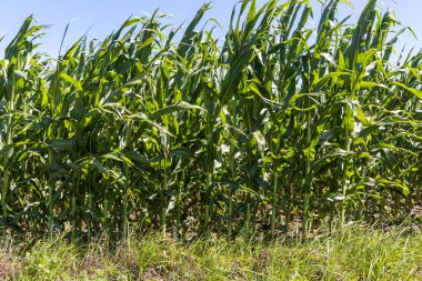 Bir yaz günü bir tarladaki yeşil mısır bitkilerinin güzel yatay fotoğrafı.