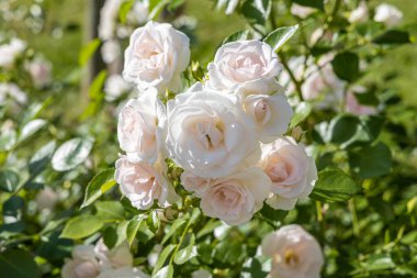 Güzel narin çiçekler pembe gül yeşil yaprakları ile yaz aylarında bir yeşil arka plan bulanık parkta üzerindeyse