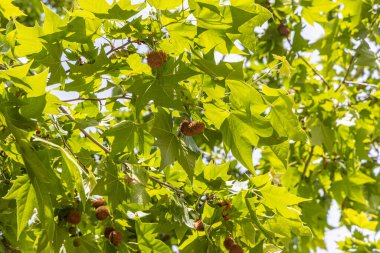 Yeşil yapraklı ve kahverengi meyveli uçak ağaçları baharda bir parkta mavi gökyüzü arka planında