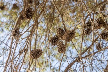 The Twigs of pine trees with green needles and brown bark on a blue sky background in summer in a park