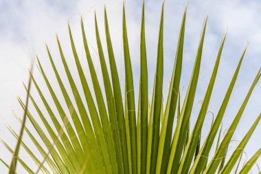 Büyük yapraklı güzel Washingtonia robusta palmiyesi mavi gökyüzü arka planında.