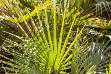 Büyük yapraklı güzel Washingtonia robusta palmiyesi mavi gökyüzü arka planında.
