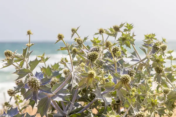 stock image The Fantastic view of the sea holly plant on the sea coast