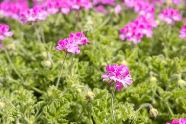 Yeşil burna ve yapraklara sahip parlak pembe Pelargonium sardunya çiçekleri yaz bahçesinde.