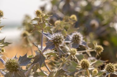 Deniz kıyısındaki kutsal deniz bitkisinin muhteşem manzarası.