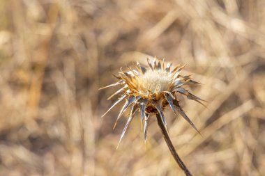 Sarı arka planda muhteşem deniz manzarası.