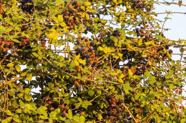 Kırmızı ve siyah taze böğürtlen dalları yeşil yaprakları ve tomurcukları olan bir çalıda.