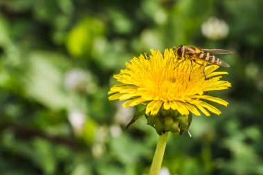 Bir turuncu arı ve polen, baharda bahçede sarı karahindiba çiçeğini döller.