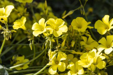 Yeşil çimlerin yatay fotoğrafı ya da sarı ahşap kuş çiçekli çayır.
