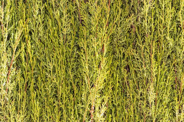 Yeşil selvi ağaçlarının yatay dokusu