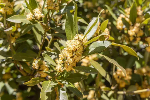 Yeşil defne bitkisinin yaz günü çiçekli yatay fotoğrafı.